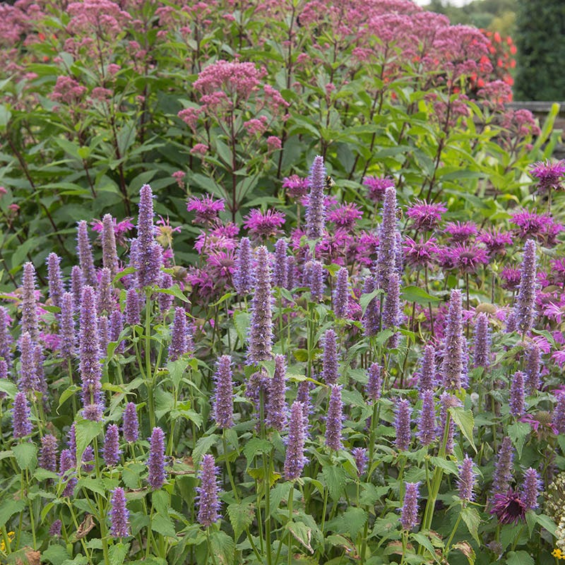 Anise Hyssop Seeds (Agastache) - Image 2