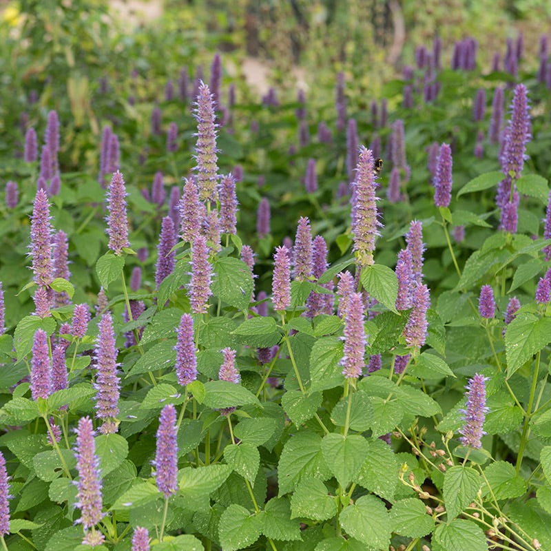 Anise Hyssop Seeds (Agastache) - Image 3