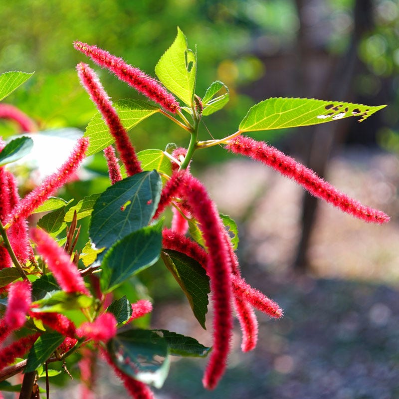 Love Lies Bleeding Seeds (Amaranthus) - Image 3