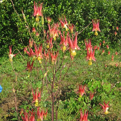 Eastern Red Columbine Seeds (Aquilegia) - Image 2