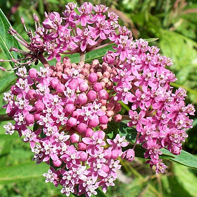 Swamp Milkweed Seeds - Image 3