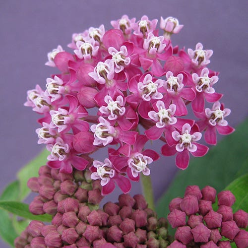Swamp Milkweed Seeds - Image 4