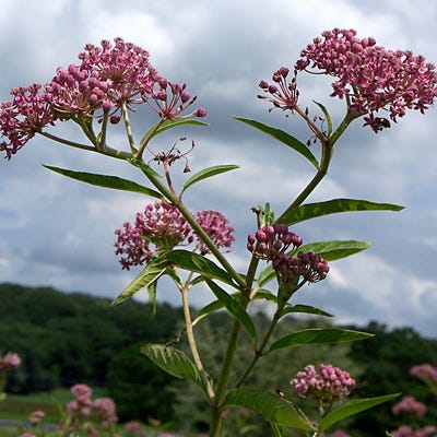 Swamp Milkweed Seeds - Image 5