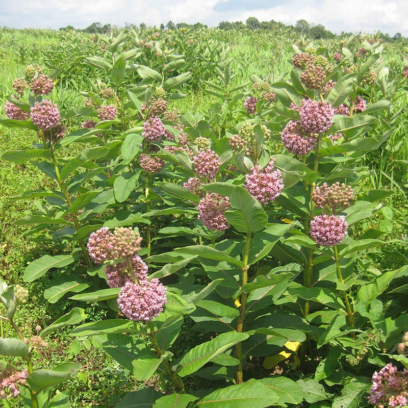 Common Milkweed Seeds - Image 2