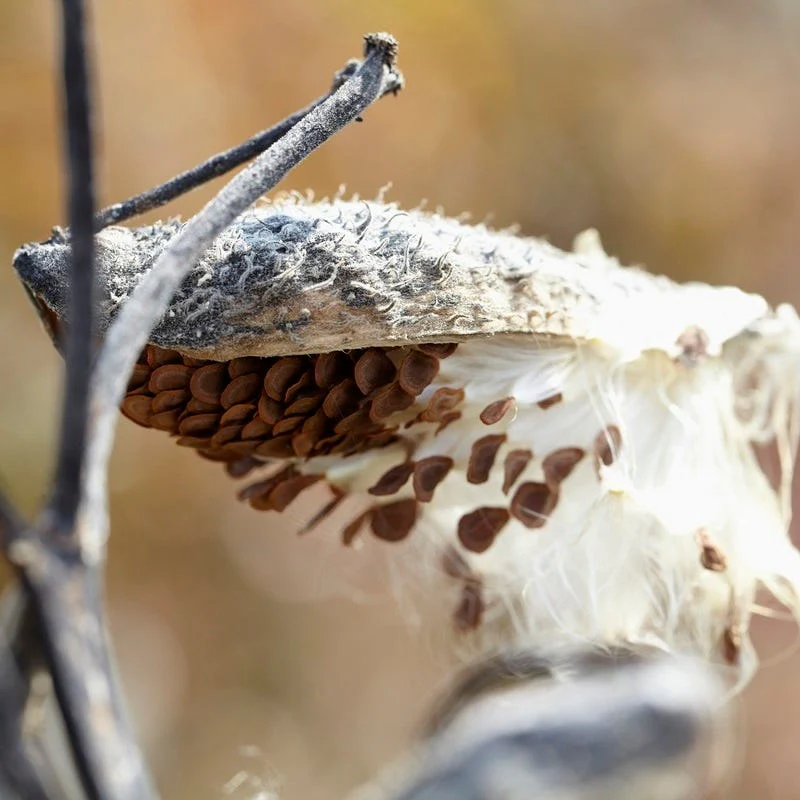 Common Milkweed Seeds - Image 3
