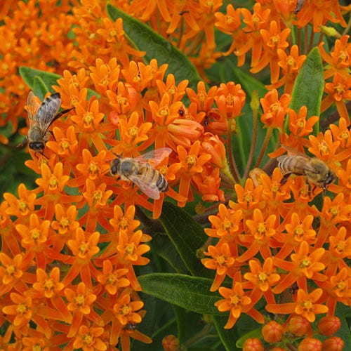 Butterfly Weed Seeds - Image 2