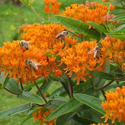 Butterfly Weed Seeds - Image 3