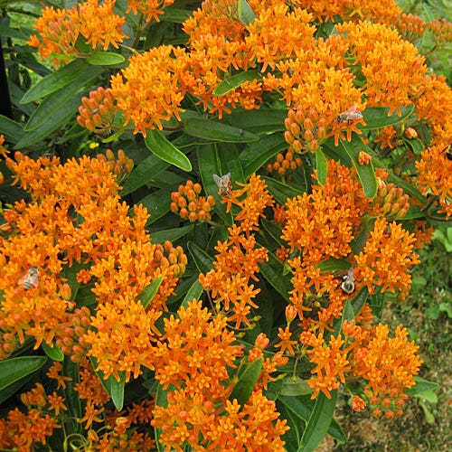 Butterfly Weed Seeds - Image 4
