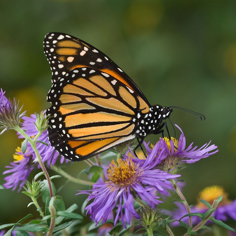 New England Aster Seeds - Image 2
