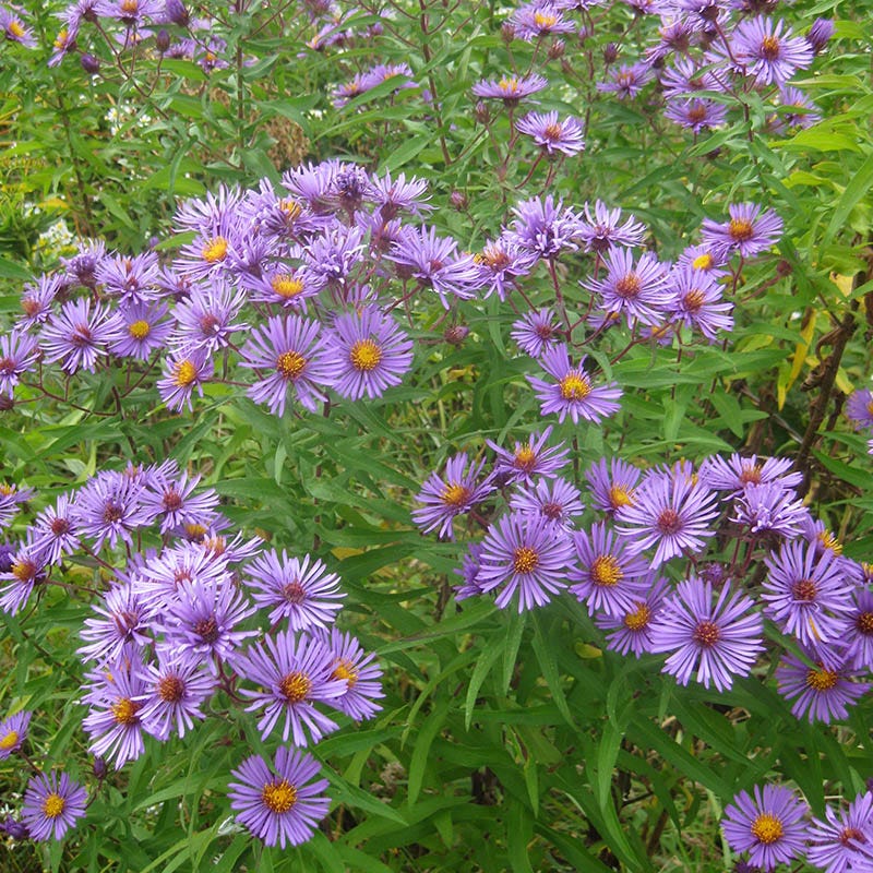 New England Aster Seeds - Image 3
