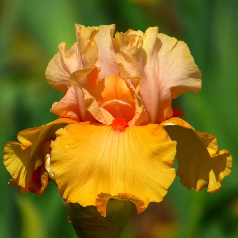 Alpenglow Bearded Iris Collection - Image 3