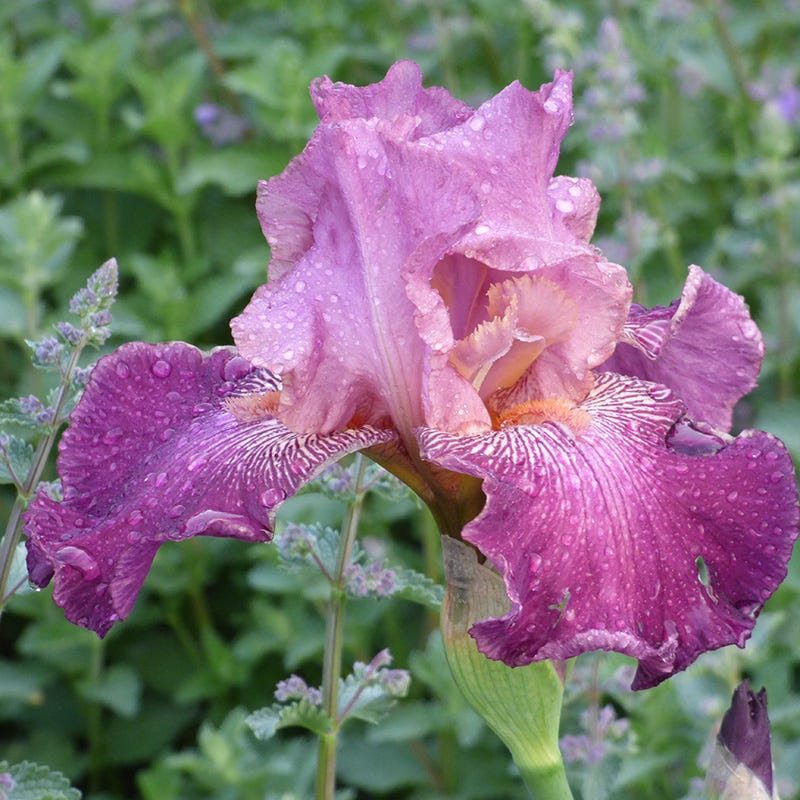Alpenglow Bearded Iris Collection - Image 4