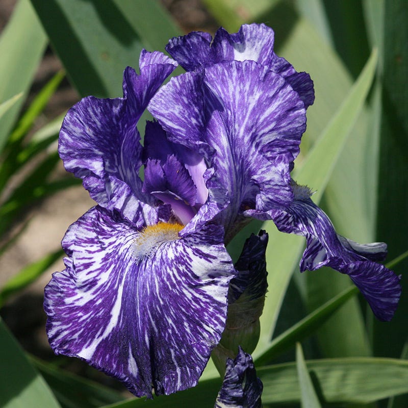 Alpenglow Bearded Iris Collection - Image 5