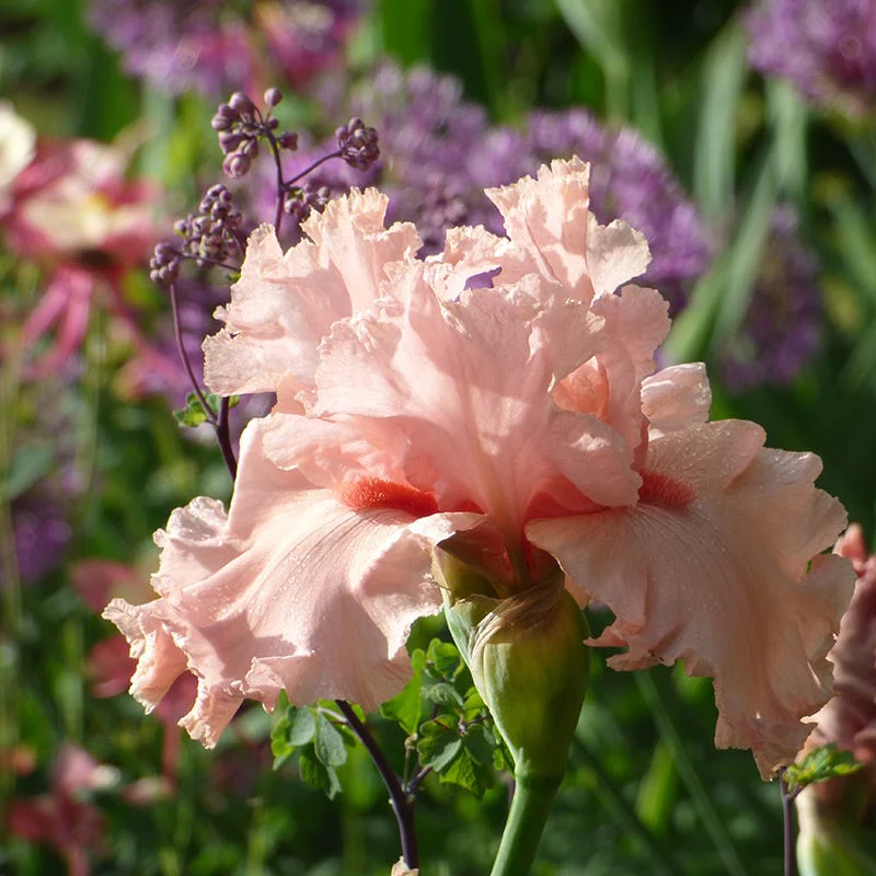 Angel's Rest Bearded Iris - Image 3