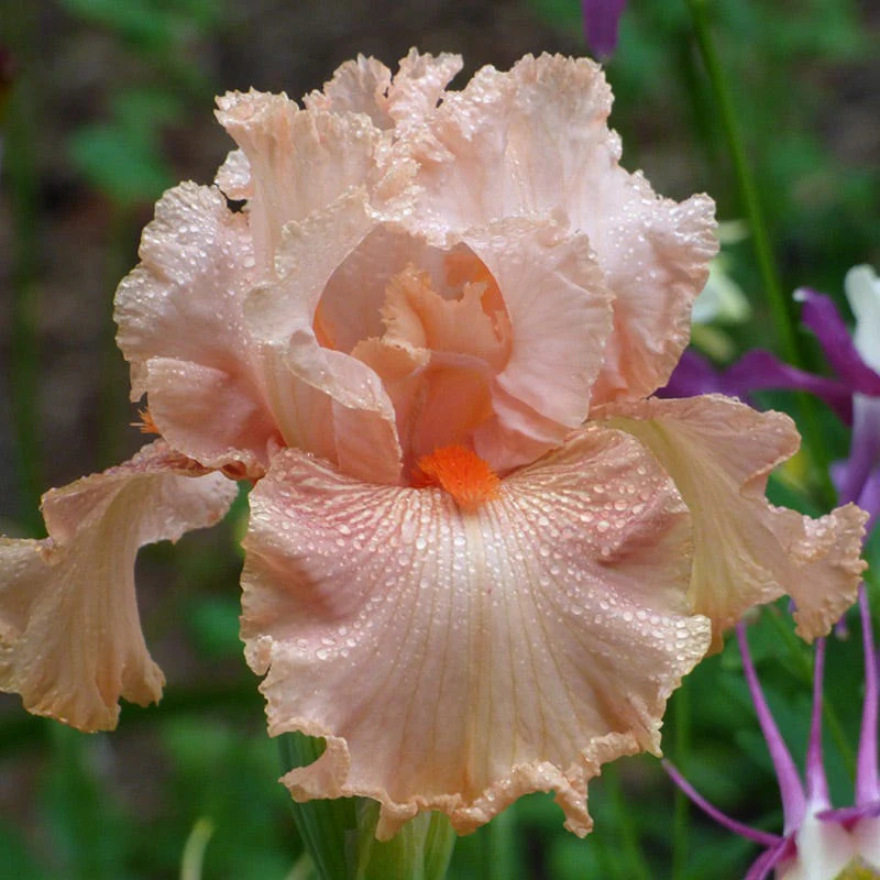 Augustine Bearded Iris - Image 2