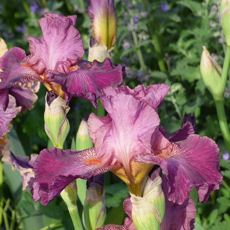 Autumn Rose Reblooming Bearded Iris - Image 2