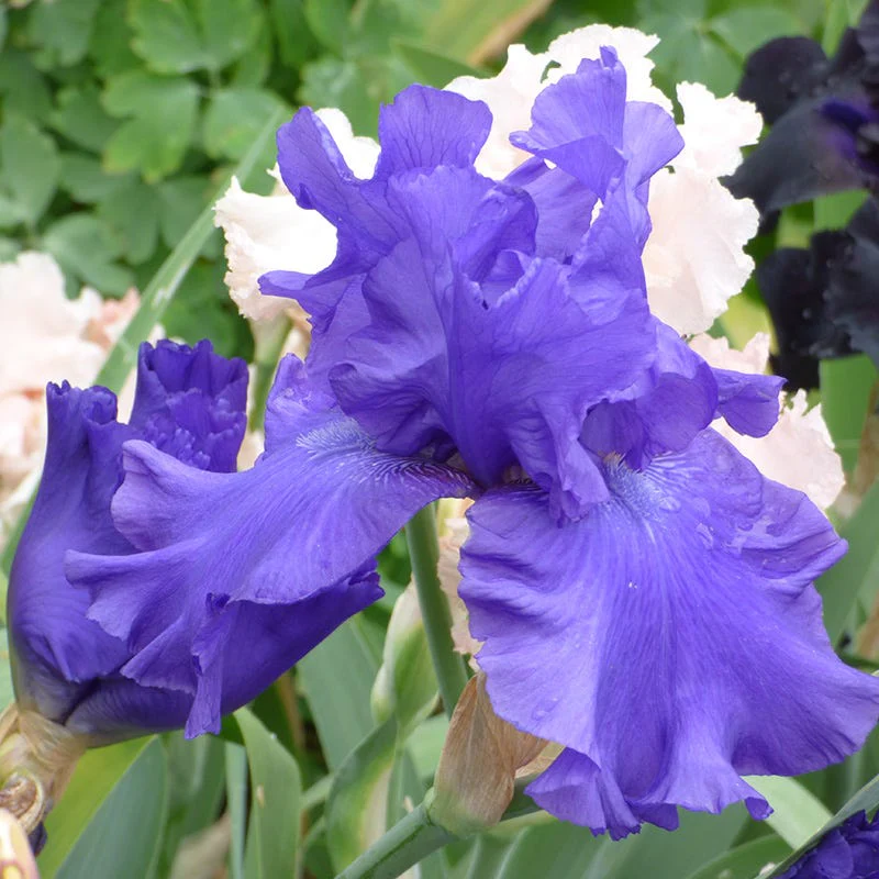 Blueberry Bliss Bearded Iris - Image 2