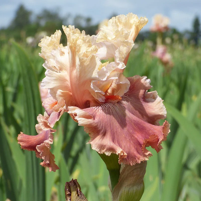 Champagne and Strawberries Bearded Iris - Image 2