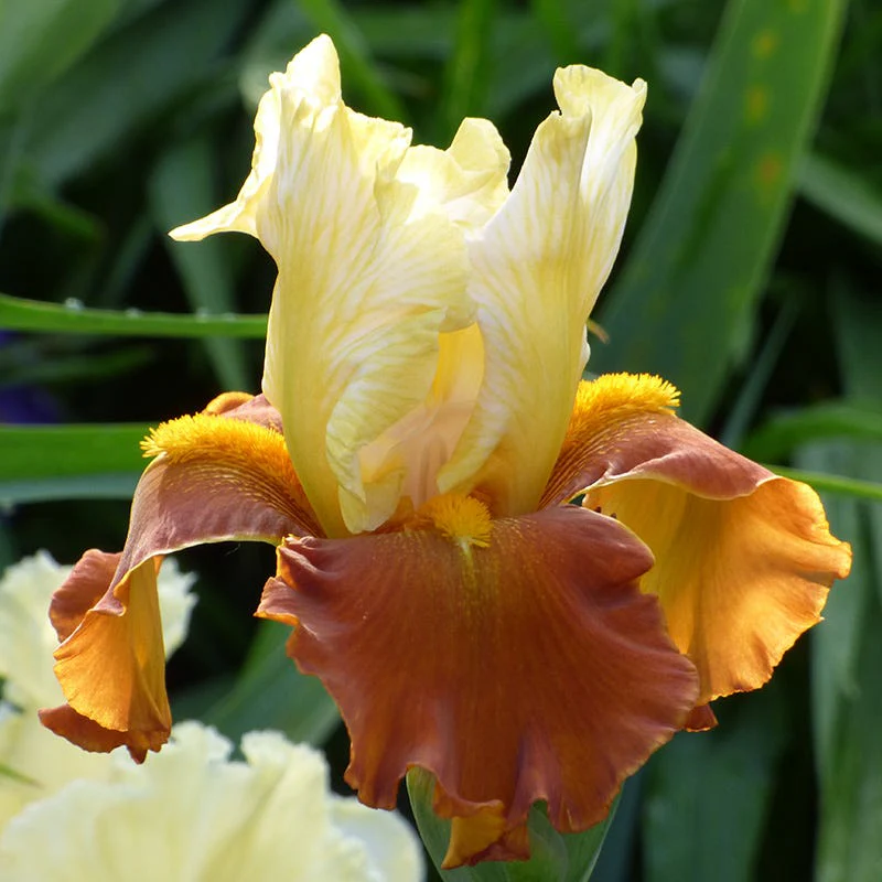 Desert Sky Bearded Iris Collection - Image 4