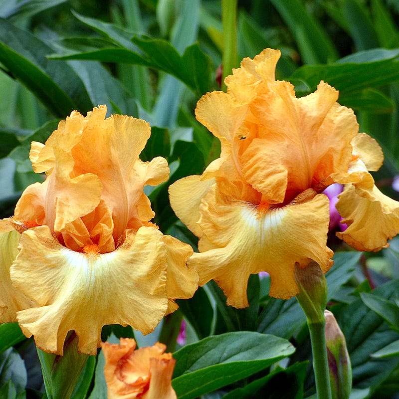 Desert Sky Bearded Iris Collection - Image 5