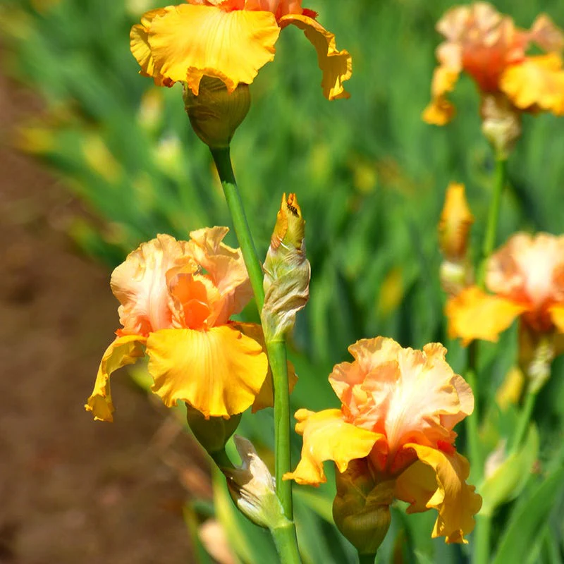 Early To Rise Bearded Iris - Image 2