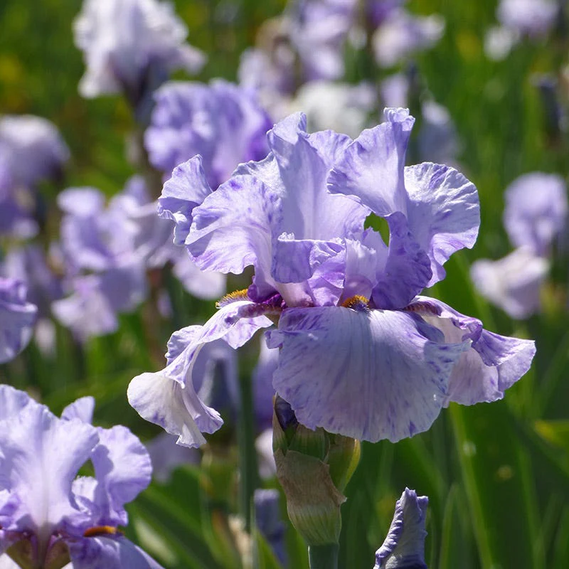 Elainealope Reblooming Bearded Iris - Image 2