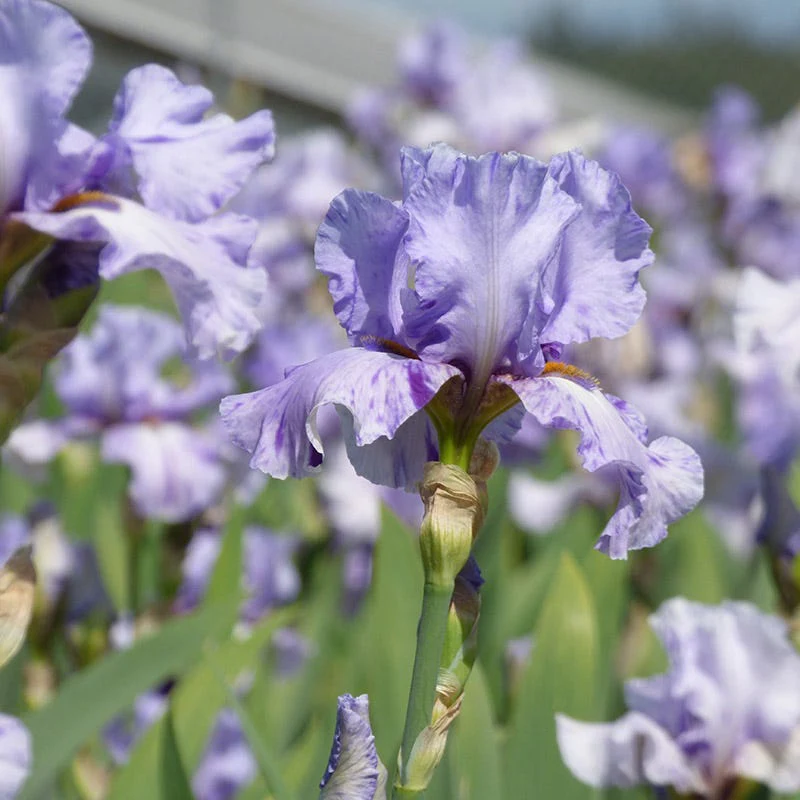 Elainealope Reblooming Bearded Iris - Image 3