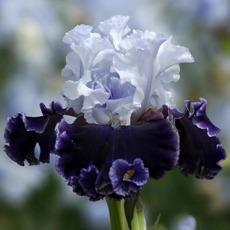 Alpenglow Bearded Iris Collection - Image 6