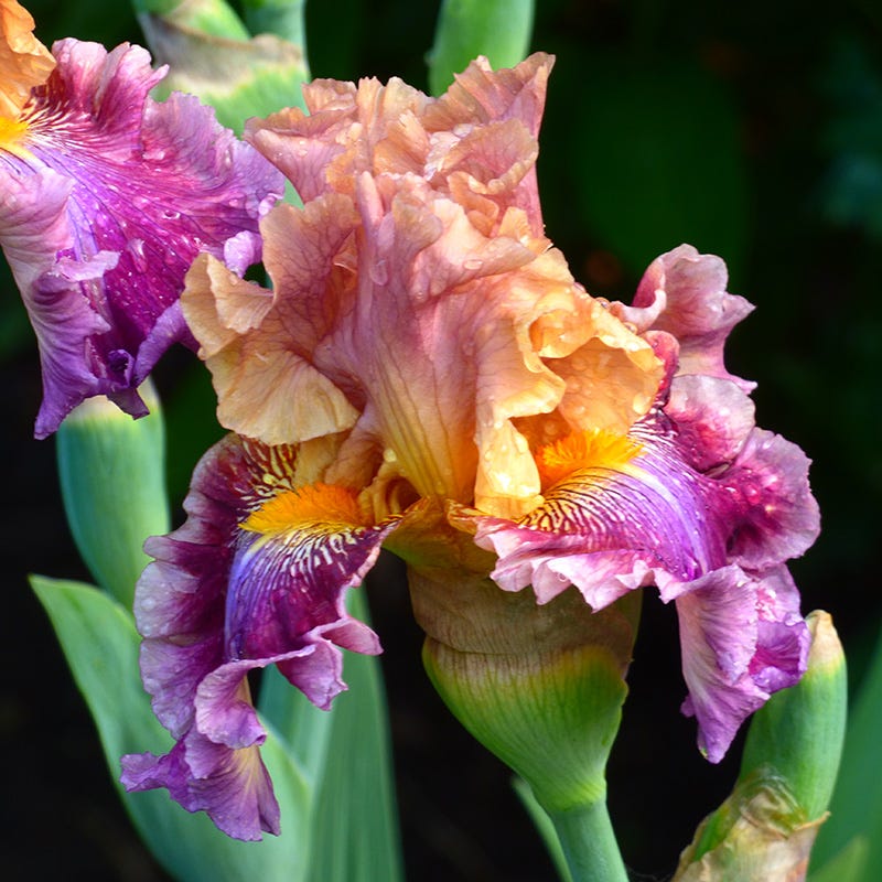 Funday Monday Bearded Iris - Image 3