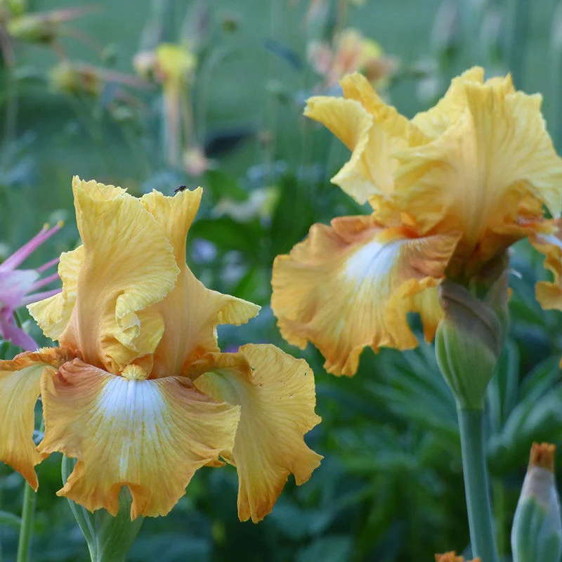 Honeycomb Bearded Iris - Image 2