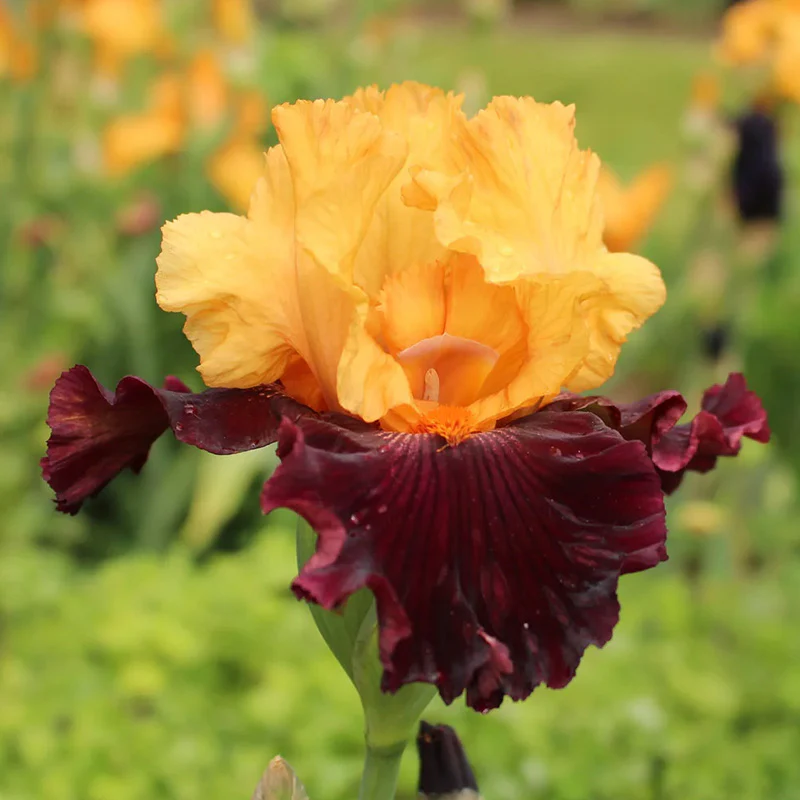 Desert Sky Bearded Iris Collection - Image 6