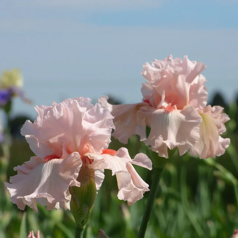 Irish Beauty Bearded Iris - Image 2