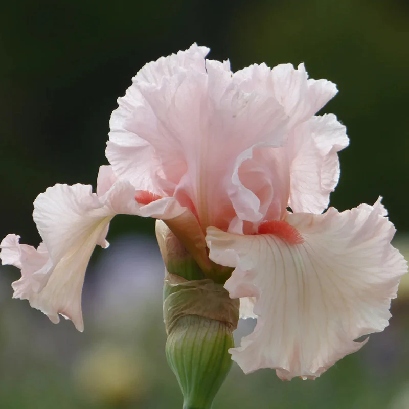Irish Beauty Bearded Iris - Image 4