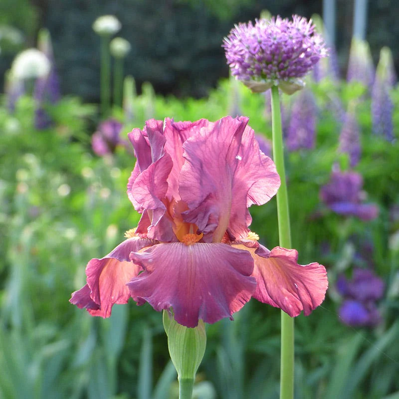 Lady Friend Bearded Iris - Image 2