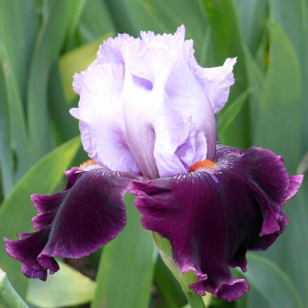 Mountain Shadows Bearded Iris Collection - Image 6
