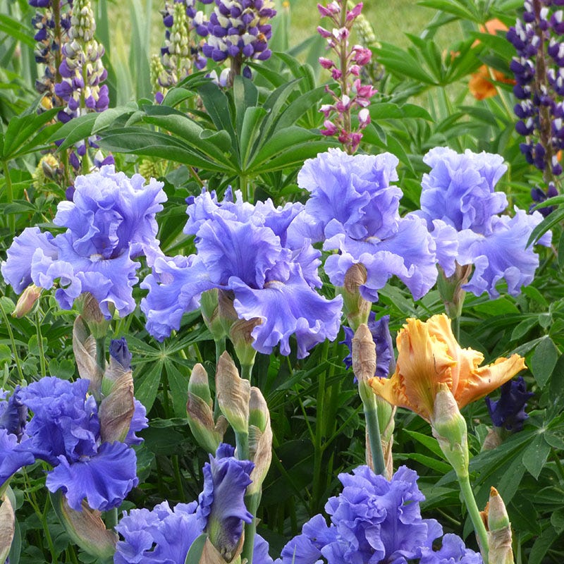 Merchant Marine Bearded Iris - Image 2