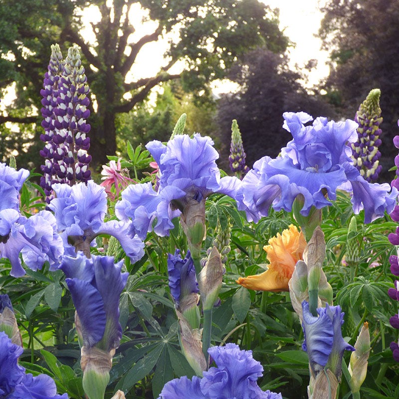 Merchant Marine Bearded Iris - Image 3