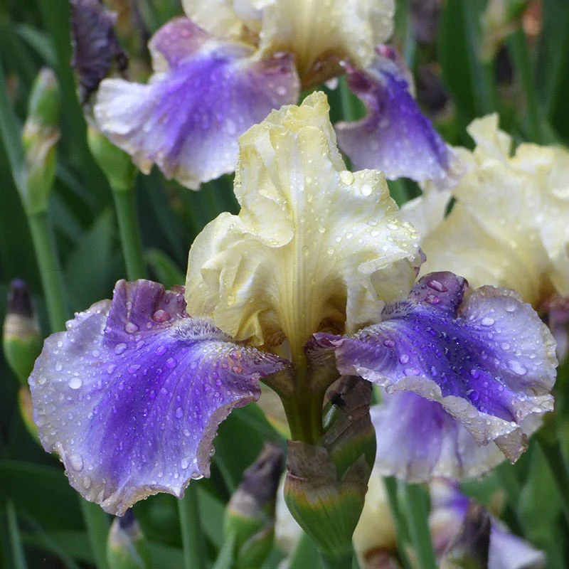 On Deck Reblooming Bearded Iris - Image 2