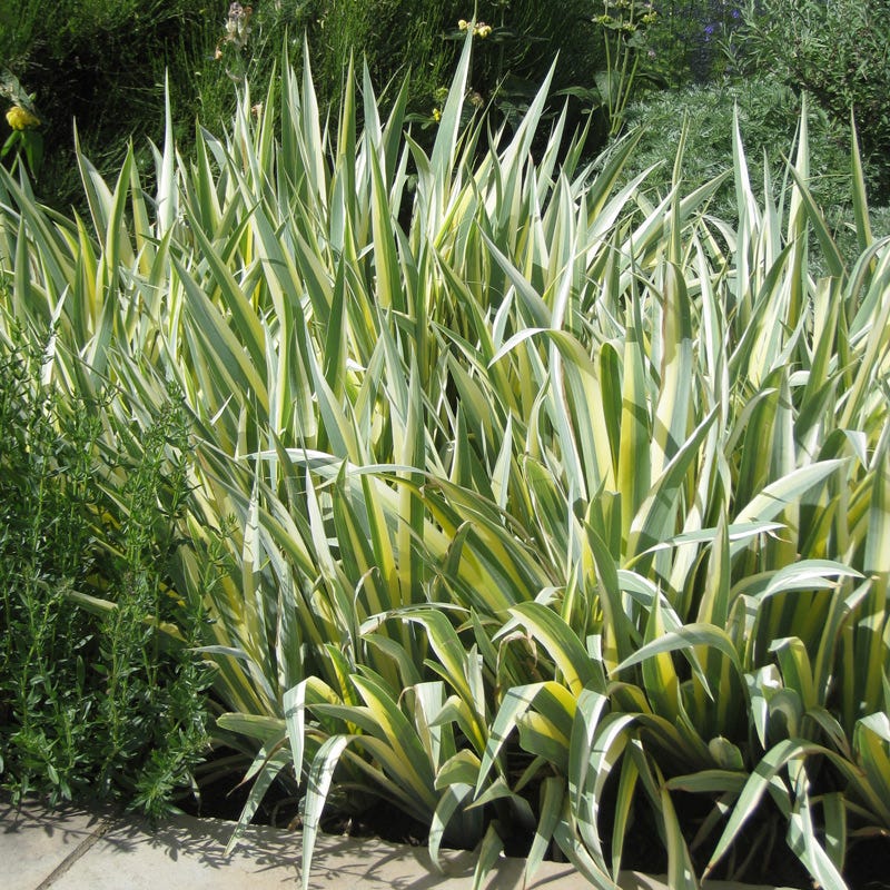 Gold Variegated Sweet Iris - Image 2