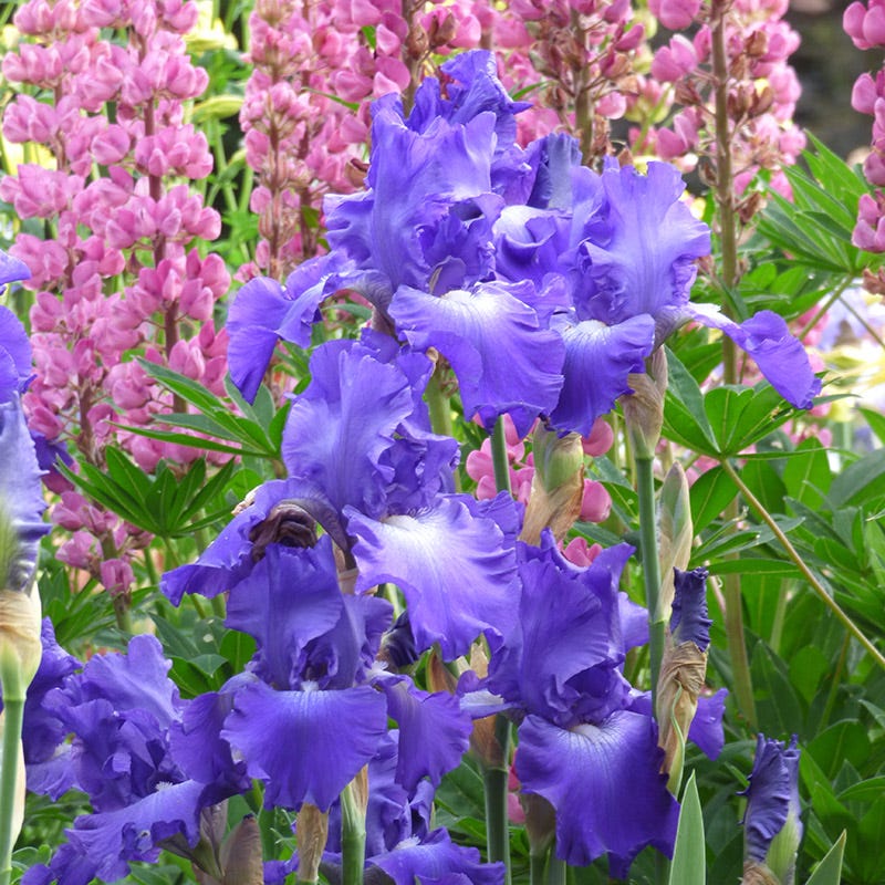 Reblooming Bearded Iris Collection - Image 3