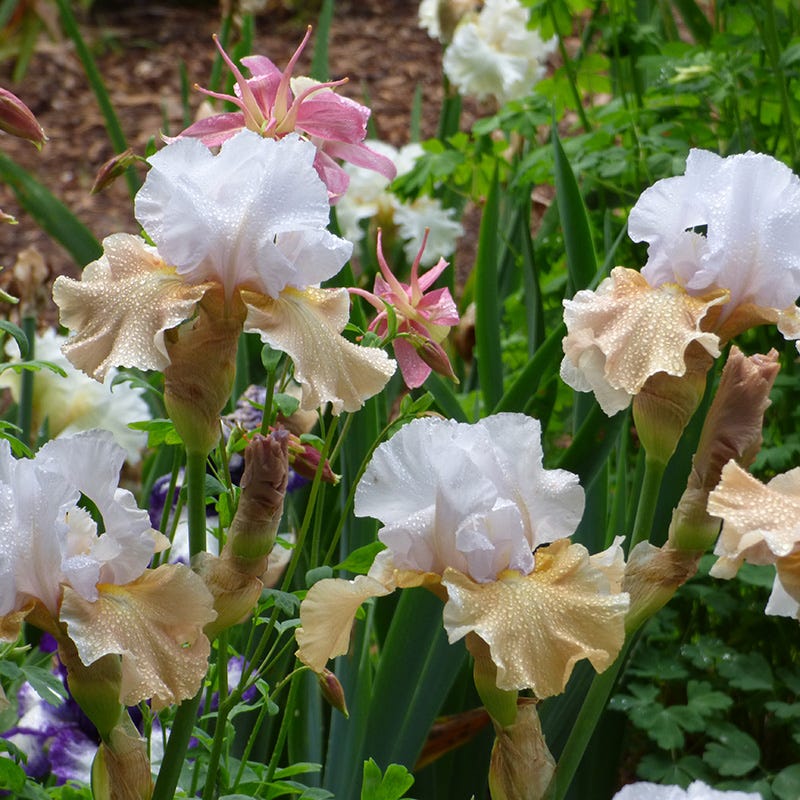 Reblooming Bearded Iris Collection - Image 4