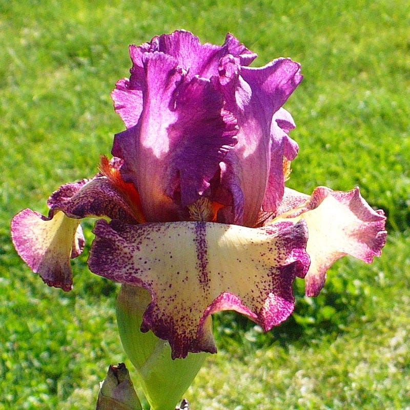 Reblooming Bearded Iris Collection - Image 5