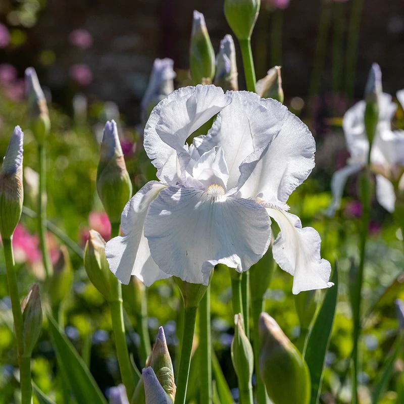 Reblooming Bearded Iris Collection - Image 6