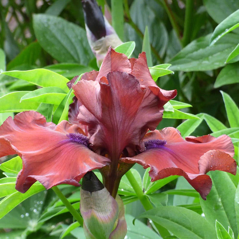 Red Dirt Road Bearded Iris