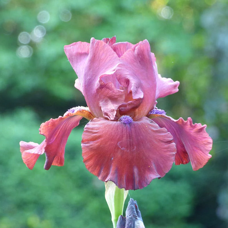 Red Dirt Road Bearded Iris - Image 2
