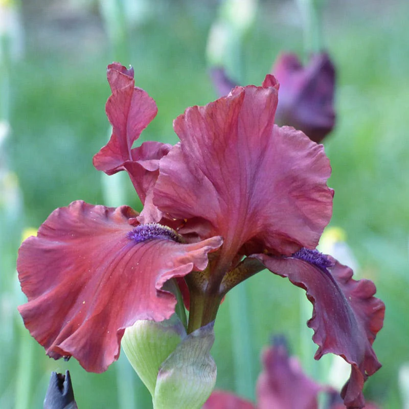 Red Dirt Road Bearded Iris - Image 3