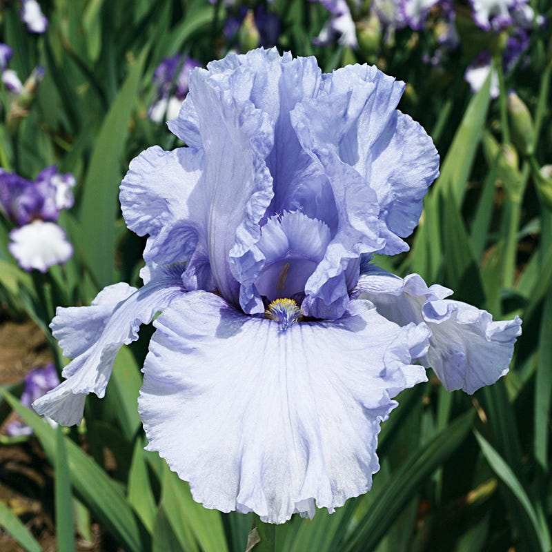 Sea Of Love Reblooming Bearded Iris - Image 2