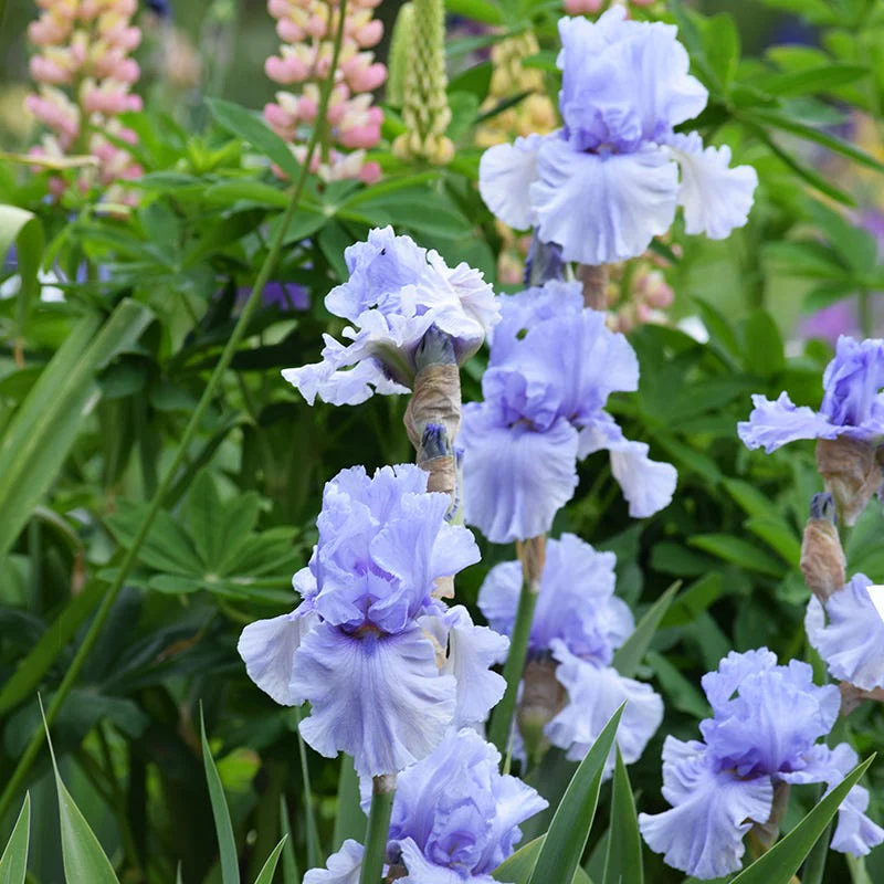 Sea Of Love Reblooming Bearded Iris - Image 3