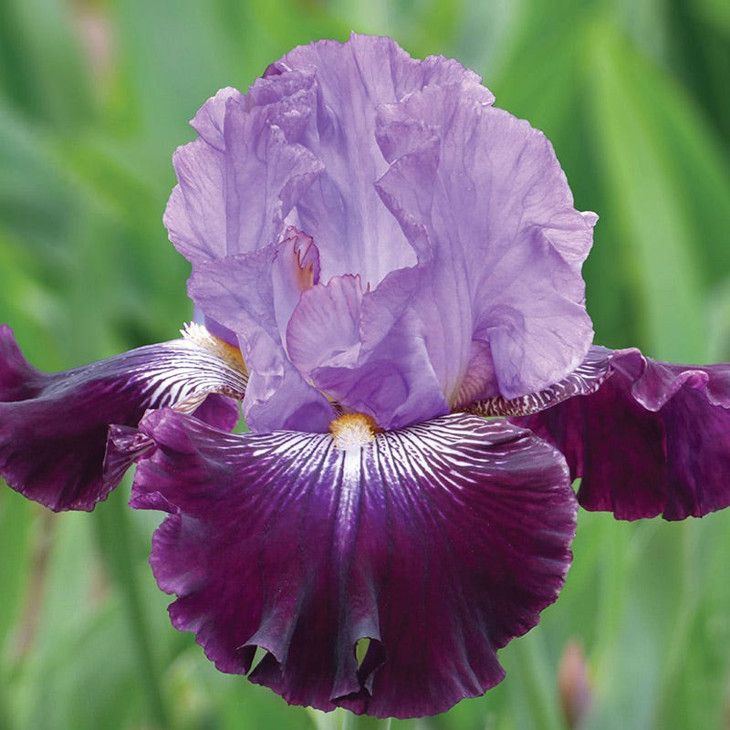 Sew Little Time Bearded Iris - Image 2