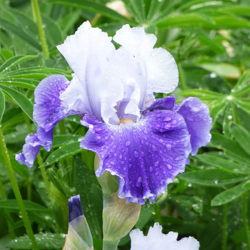 Snow Melt Reblooming Bearded Iris - Image 3